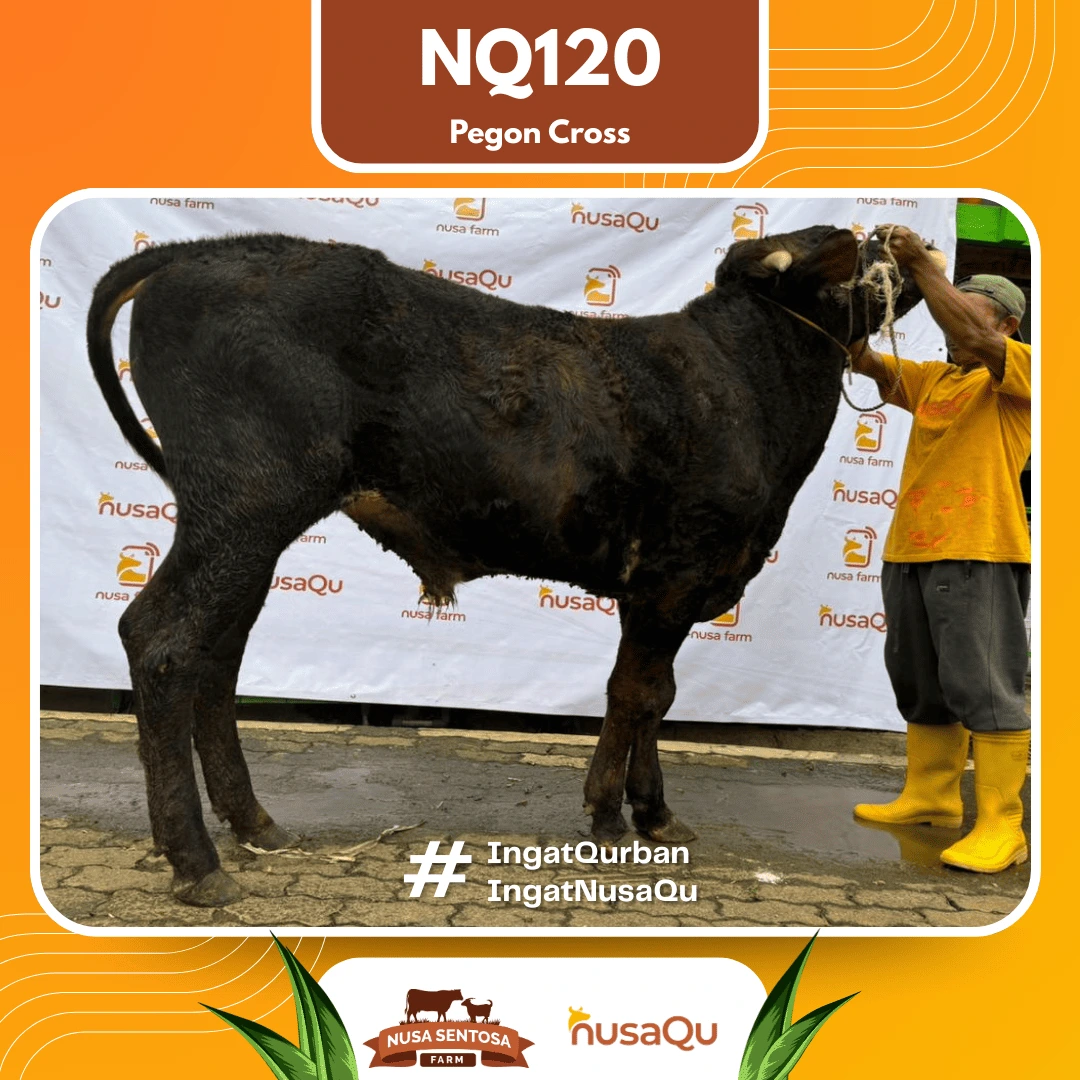 Sapi Pegon Croos Medium NQ120 - Qurban dan Aqiqah